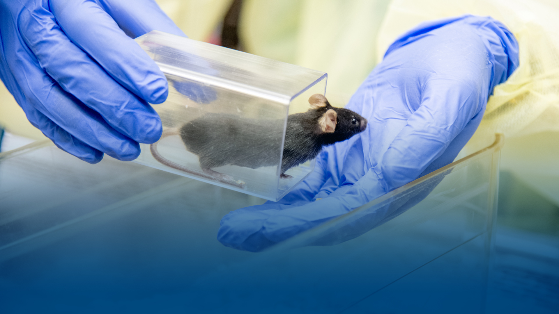 Close-up of white rodent in feeding cage at ACS facility