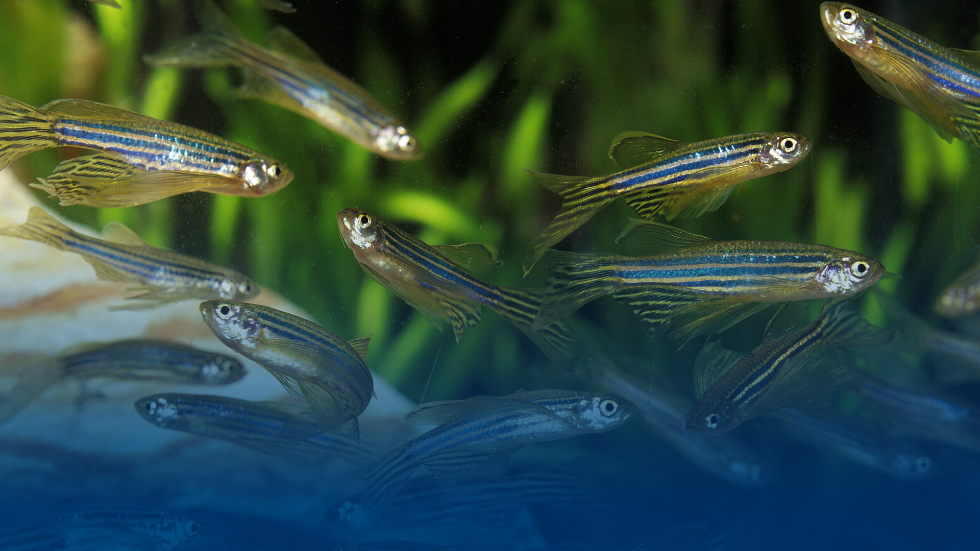 Close-up image of Zebrafish in tank